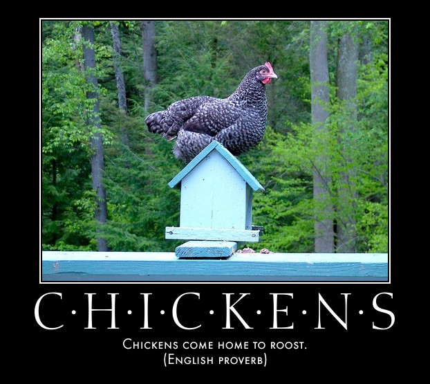 chicken on henhouse