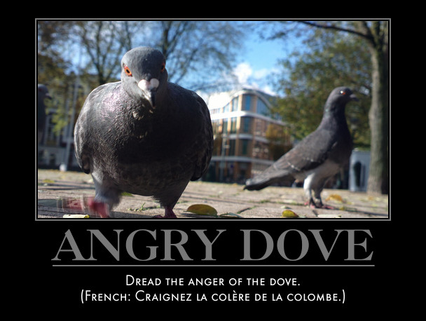 angry pigeon