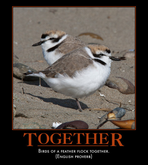 two birds on beach