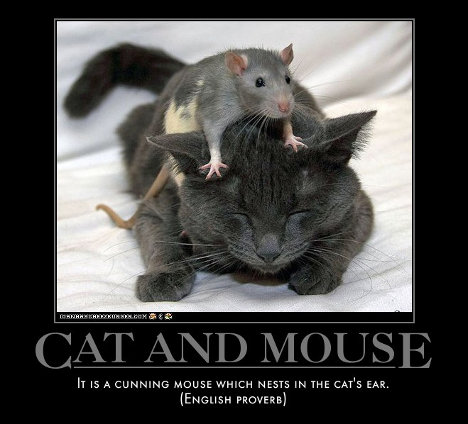 mouse on head of cat