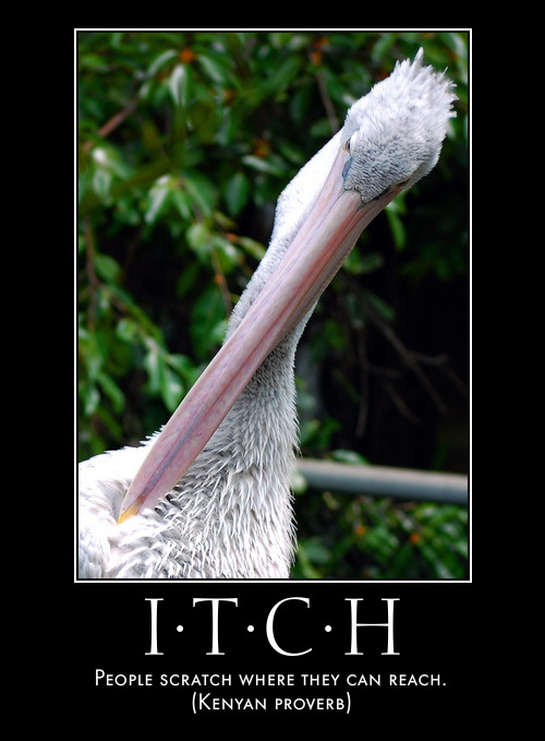 bird uses long beak to scratch