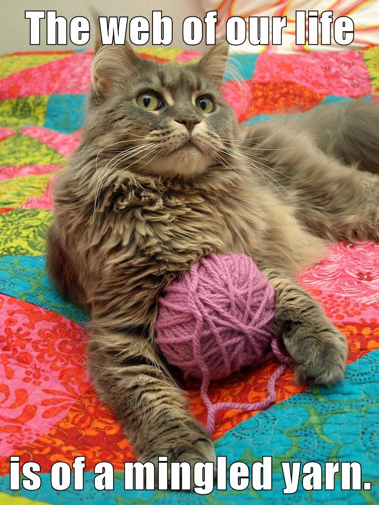 cat with yarn