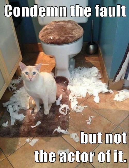 cat in shredded toilet paper