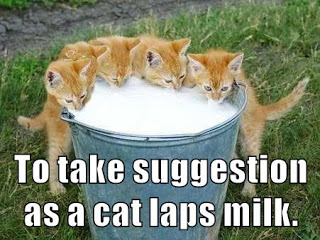 kittens drinking from bucket of milk