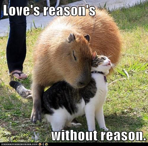 cat snuggles with capybara