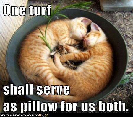two cats curled together in flower pot
