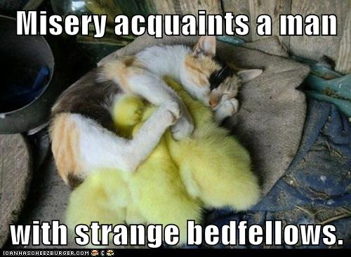 cat and chicks sleep together