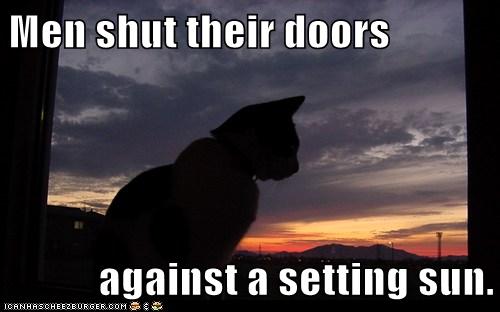 cat watches sunset