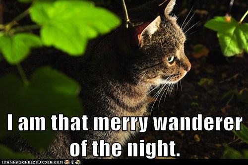 cat in night time