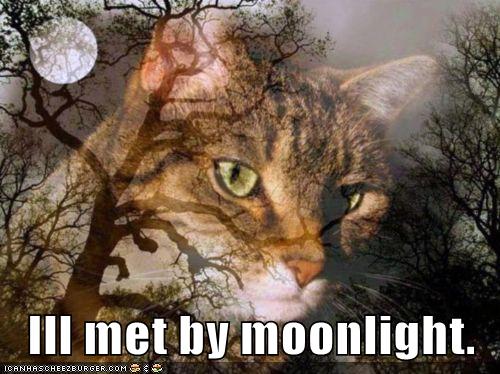 cat and full moon
