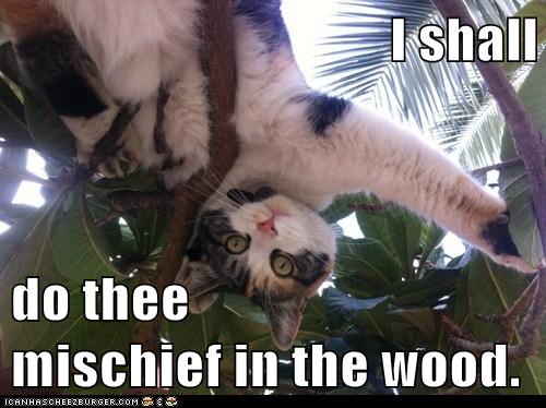 cat upside-down in tree