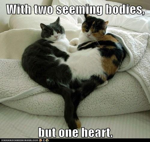 two cats lying together, heart-shaped