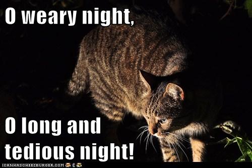 cat in the dark