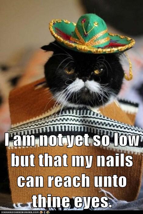 angry cat in somebrero