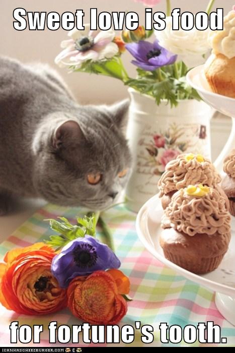 cat looks at cupcakes