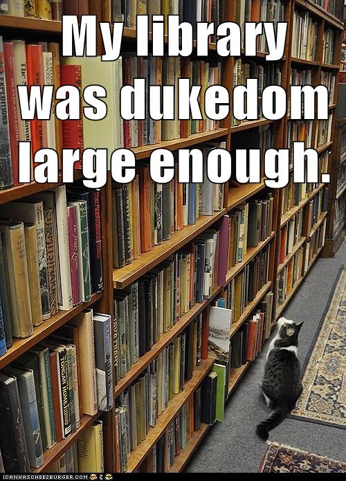 cat in a library