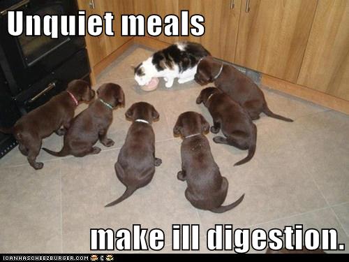 puppies encircle a cat who is eating