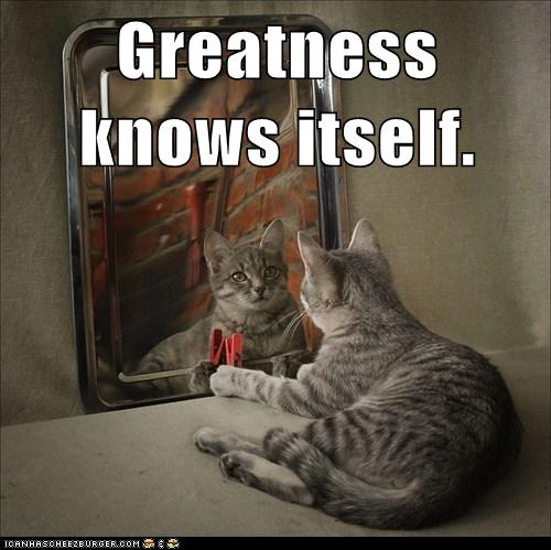 cat looks at self in mirror