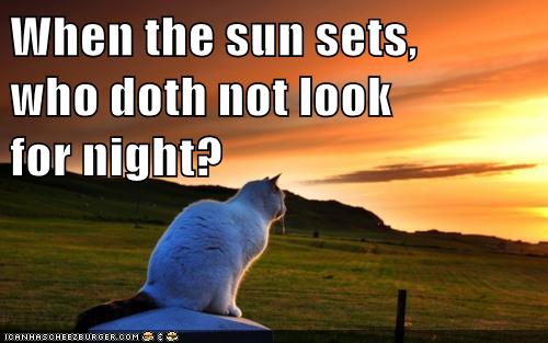 cat looks at sunset