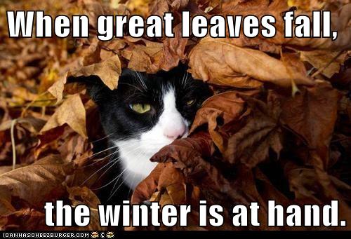 cat underneath fallen leaves