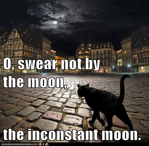 cat walks across city square by light of moon