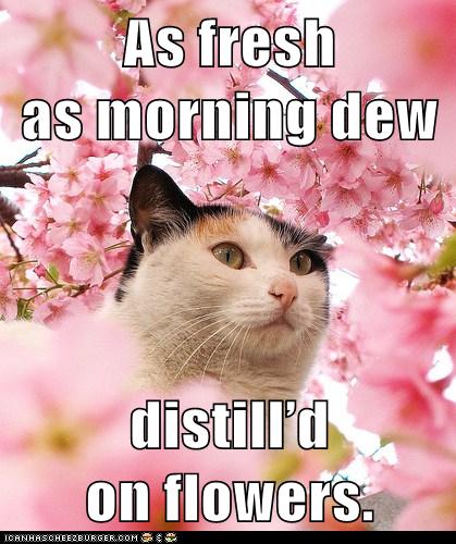 cat in flower blossoms