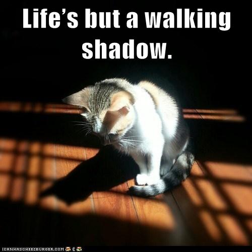 cat looks at its shadow
