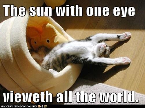 cat lies on back in sun