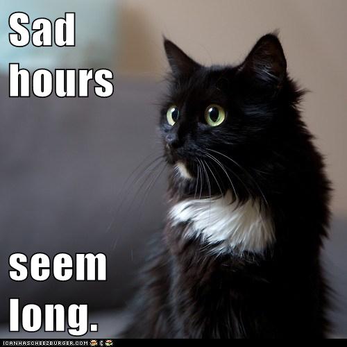sad-looking cat