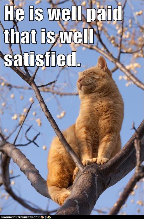 cat up in tree, looking happy