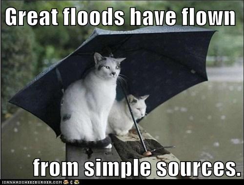 two cats under umbrella