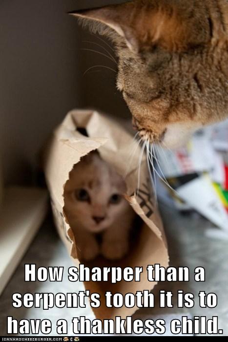 kitten hides from mama cat in paper bag