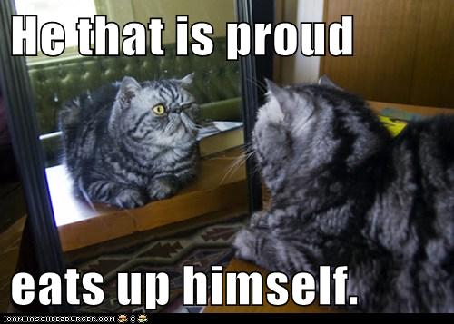 cat stares at self in mirror