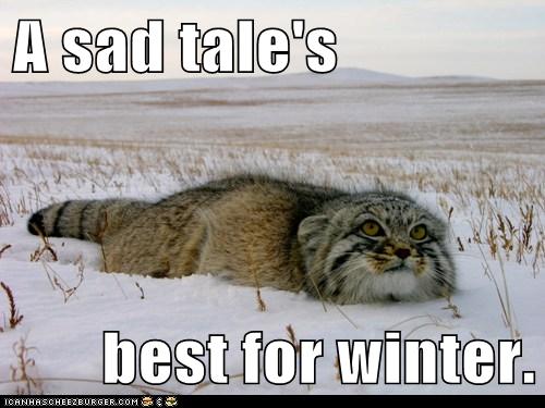 cat in snow looking sad
