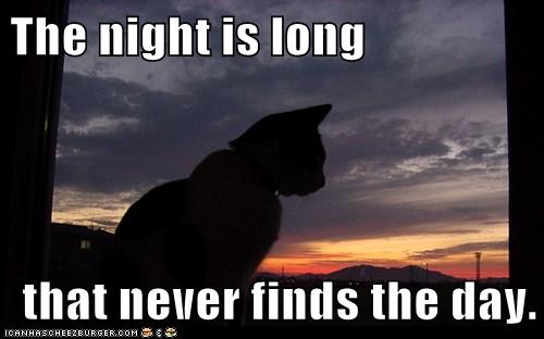 cat looks into sunset
