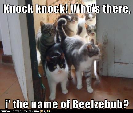 herd of cats comes through door