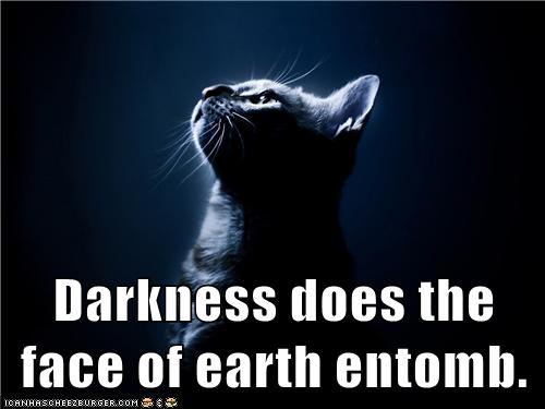 cat in dark looks up into the light
