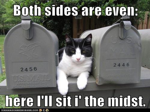 cat between two mailboxes