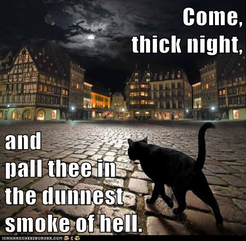 cat goes through city at night