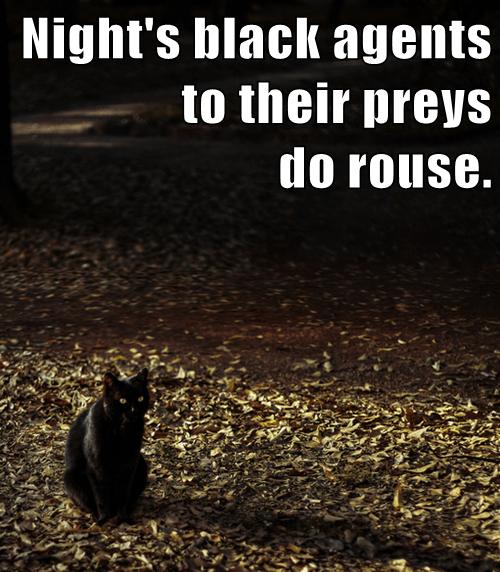 cat in dark night