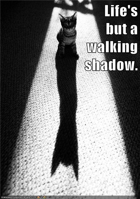 kitten with long shadow
