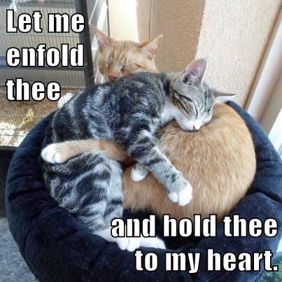 one cat embraces another