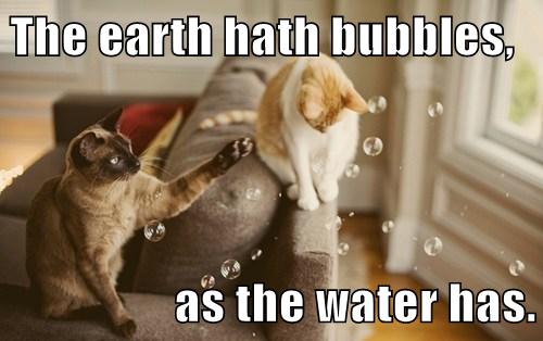 two cats with bubbles