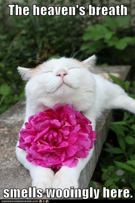 cat holds flower