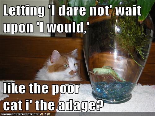 cat watches fish in fishbowl