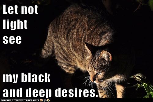 cat in dark