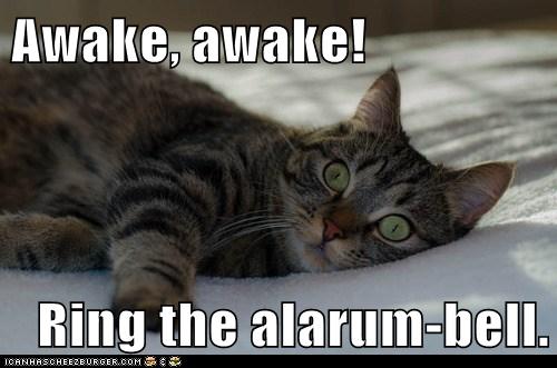 cat wakes up suddenly