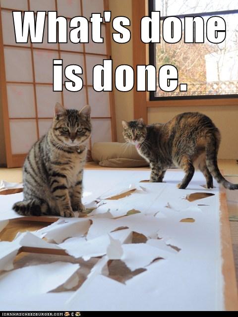 cats tore up paper
