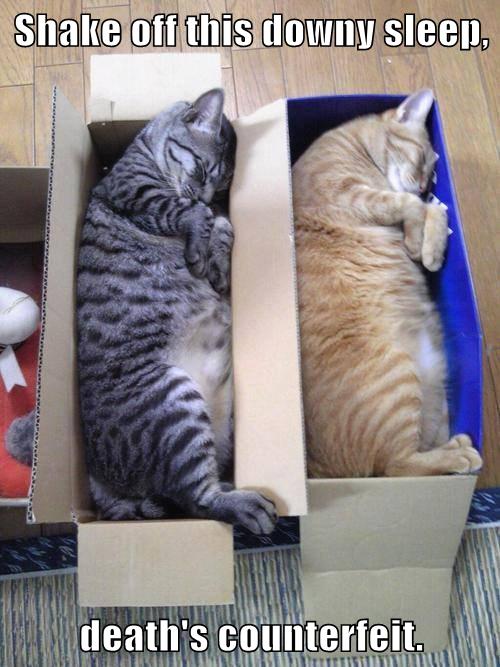 two cats asleep