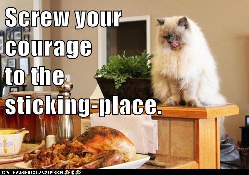 cat looks at turkey dinner on table